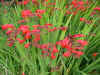Crocosmia Emberglow