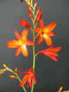 Crocosmia Lady Wilson