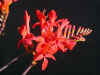 Crocosmia Lucifer