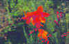 Crocosmia Emily McKenzie