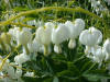 Dicentra Spectabilis Alba