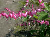 Dicentra Spectabilis