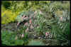 Dierama igneum