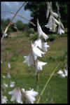 Dierama Guinevere