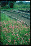Dierama pumila