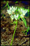 Dodecatheon media Alba