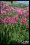 Dodecatheon media