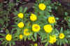 Eranthis cilicica