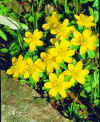 Eranthis hyemalis