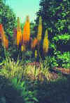 Eremurus srenophylla