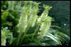 Eucomis autumnalis