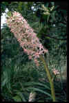 Eucomis comosa