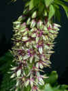 eucomis bicolor.jpg (82132 bytes)