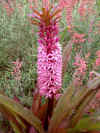 eucomis joys' purple.