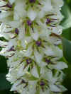 eucomis montana