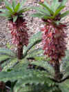 eucomis vandermerwei