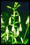 Galtonia candicans