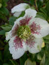 hellebwhiespot.jpg (72956 bytes)