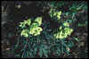 Helleborus foetidus