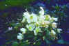 Helleborus niger - christmas rose
