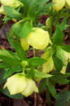 Helleborus orientalis