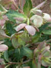 helleborus lividus.jpg 