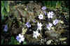 Hepatica transsilvanica