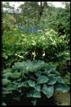 Diecentra spectabilis alba & Hosta sieboldiana