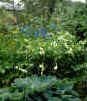 Hosta seiboldiana & Dicentra spectabilis