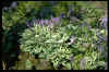 Hosta fortunei aureo-marginata