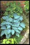 Hosta Halcyon