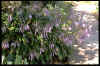 Hosta lancifolia