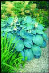 Hosta Seiboldiana elegans