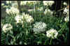 Nerine flexuosa alba