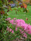 nerine.jpg (40560 bytes)