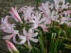 Nerine Marnie Rogerson