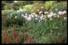 Nerine undulata