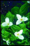 Trillium Grandiflorum 